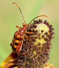 Strangalia sexnotata