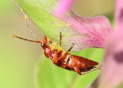 Strangalia sexnotata