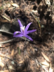 Brodiaea leptandra