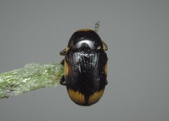 Cryptocephalus moraei