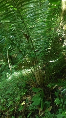 Ceratozamia