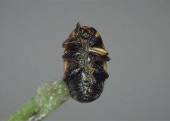 Cryptocephalus moraei