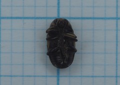 Cryptocephalus moraei