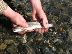 Salvelinus confluentus