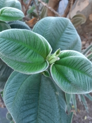 Pleroma heteromallum