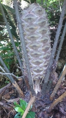 Ceratozamia