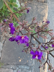 Pleroma heteromallum