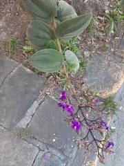 Pleroma heteromallum