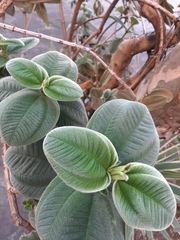 Pleroma heteromallum