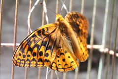 Speyeria cybele