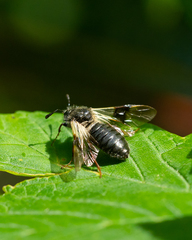 Abia fasciata