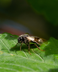 Abia fasciata