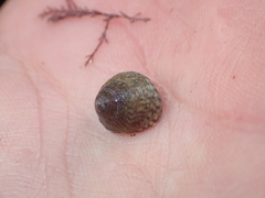 Steromphala cineraria