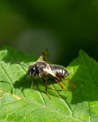 Abia fasciata