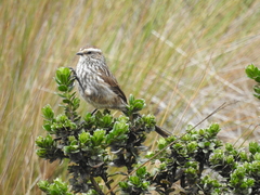 Leptasthenura andicola