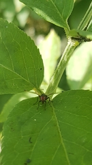Seioptera vibrans