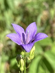 Campanula patula