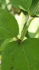 Seioptera vibrans
