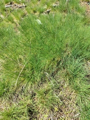 Festuca roemeri