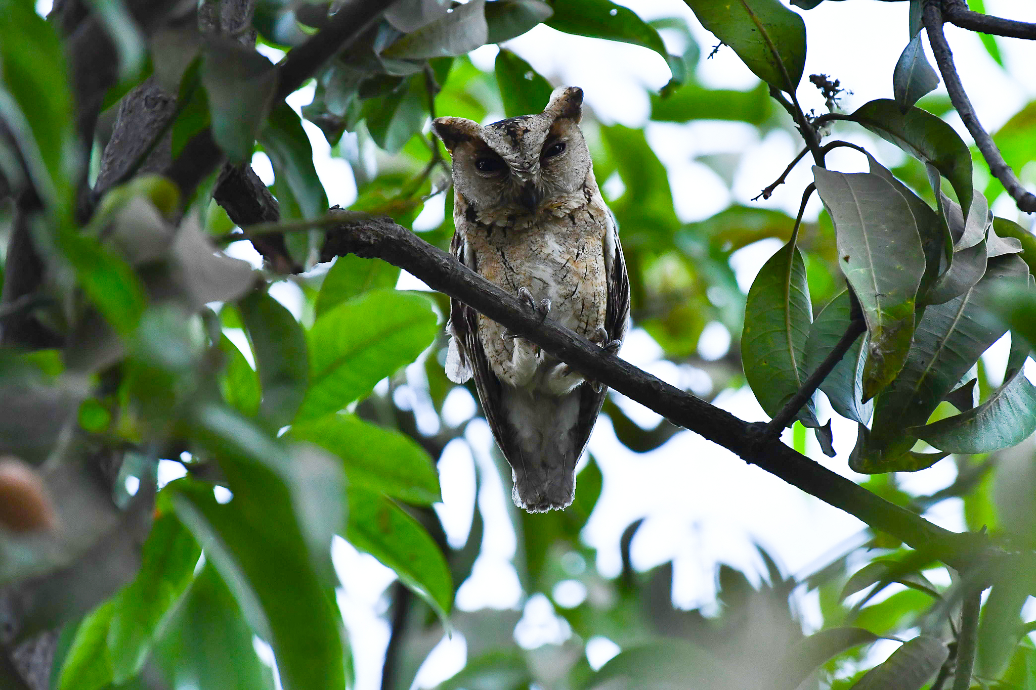 Indian Scops Owl