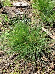 Festuca roemeri