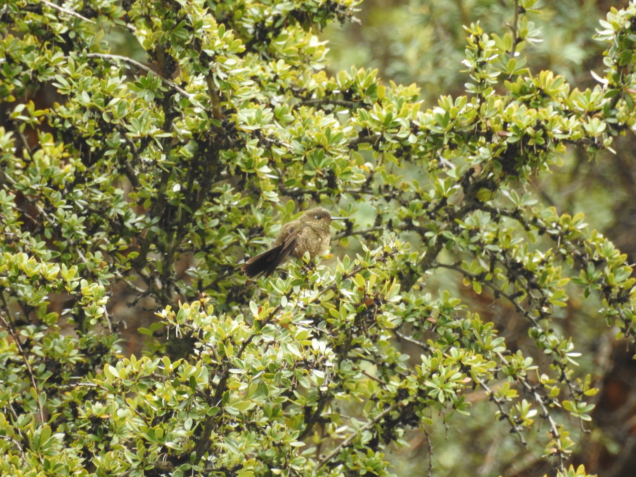 Violet-throated Metaltail (Metallura baroni), photo 2