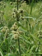 Scirpus georgianus