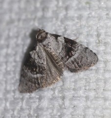 Acatapaustus metallopa