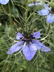 Nigella damascena