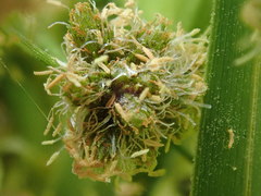 Scirpus georgianus