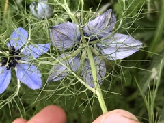 Nigella damascena