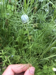 Nigella damascena