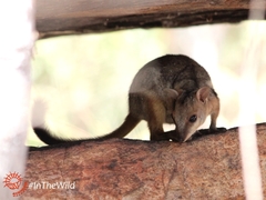 Eastern Short-Eared Rock-Wallaby photo 2