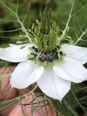Nigella damascena