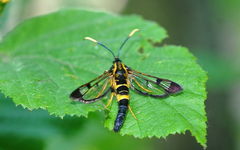 Synanthedon mesiaeformis