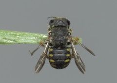 Pseudoanthidium