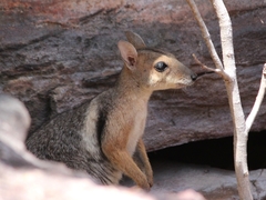 Eastern Short-Eared Rock-Wallaby photo 3