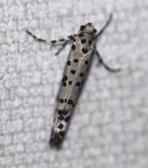 Yponomeuta pustulellus