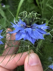 Nigella damascena