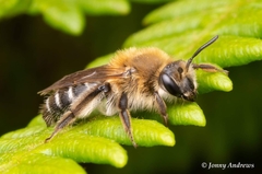 Andrena barbilabris