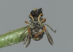 Pseudoanthidium