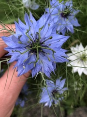 Nigella damascena