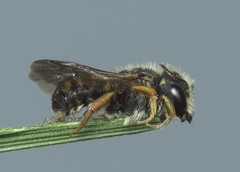 Pseudoanthidium