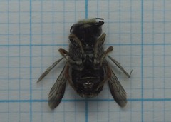 Pseudoanthidium