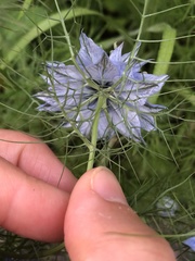 Nigella damascena