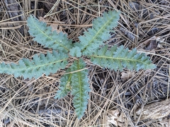 Pedicularis centranthera