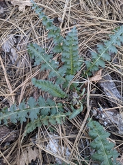 Pedicularis centranthera