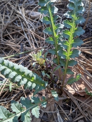 Pedicularis centranthera
