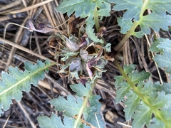 Pedicularis centranthera
