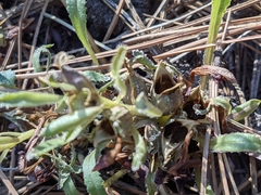 Pedicularis centranthera